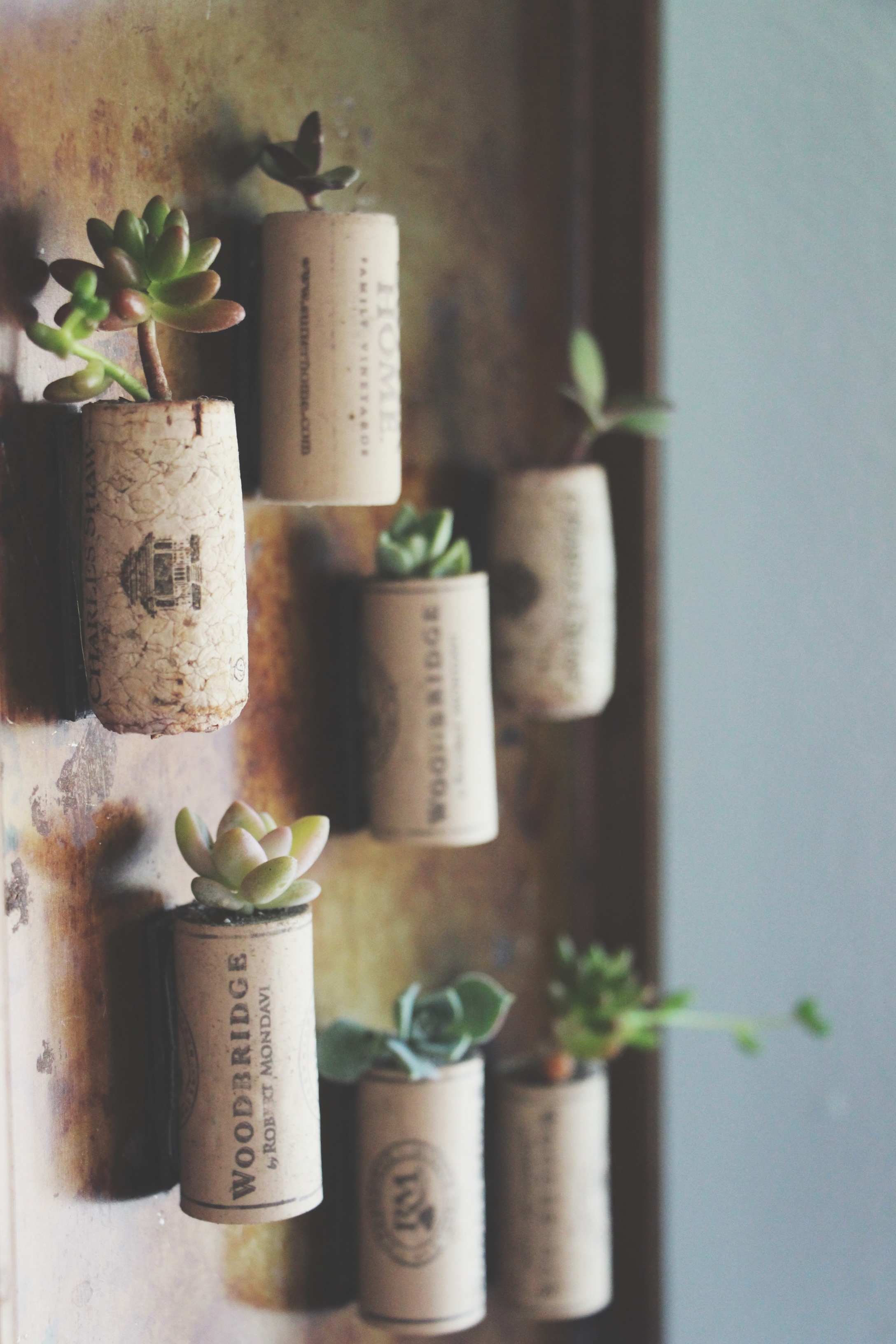 succulents in wine corks via needles + leaves